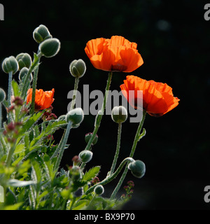 Lebhafte rote Oriental Red Poppies - Papaver Orientale-Aufnahme vor einem schwarzen Hintergrund Stockfoto