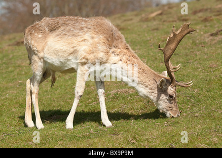 Foto von einem männlichen (Hirsch) brach Fütterung auf dem grünen Rasen mit kompletten Satz von Geweih Stockfoto
