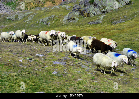 Durchgang der Schafe in den Bergen in großer Höhe Stockfoto