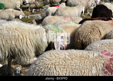 Durchgang der Schafe in den Bergen in großer Höhe Stockfoto