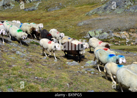 Durchgang der Schafe in den Bergen in großer Höhe Stockfoto