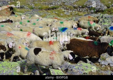 Durchgang der Schafe in den Bergen in großer Höhe Stockfoto