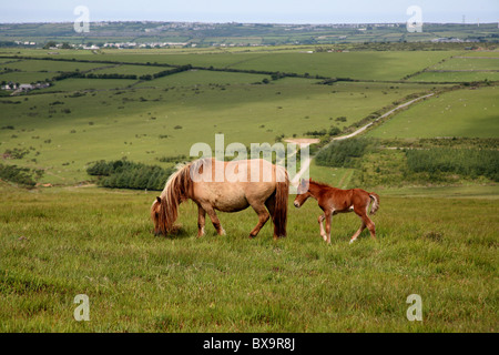 Bodmin moor, Ponys und Pferde Stockfoto