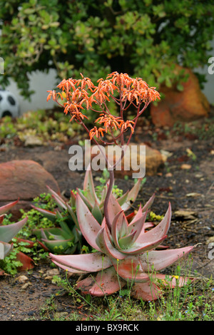 Korallen Aloe, Aloe Striata, Asphodelaceae. Western Cape, Südafrika. Stockfoto