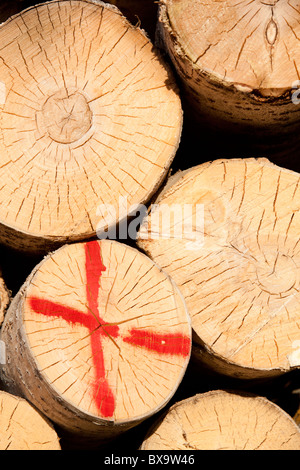 Die gesägten Enden einer eurasischen Espe ( Populus tremula ) logt in einen Haufen, Finnland Stockfoto