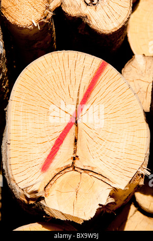 Das gesägte Ende einer eurasischen Espe ( Populus tremula ) Log in einem Stapel zeigt unglückliches Gesicht nach der mit roter Linie verworfen , Finnland Stockfoto