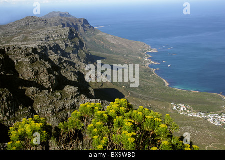 Blick über Camps Bay vom Tafelberg, Cape Town, Western Cape, Südafrika. Goldene Coulter Bush Hymenolepis Parviflora. Stockfoto