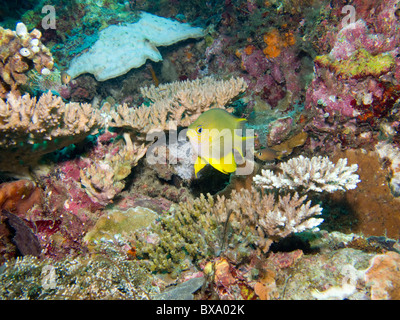 Korallenriff, Borneo, Malaysia Stockfoto