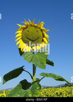 Eine lustige Sonnenblume mit einem großen Lächeln Stockfoto