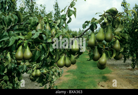 Schweren Ernte von reifen Birnen Vielzahl Konferenz auf dem Baum Stockfoto