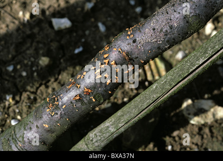 Korallen vor Ort (Nectria Cinnabarina) Fruchtkörper auf der Basis von jungen Apfelbaum Stockfoto