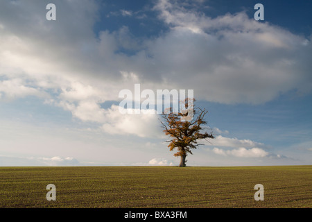 Eine einzelne Eiche steht in einem Feld in Dorset, England. Stockfoto