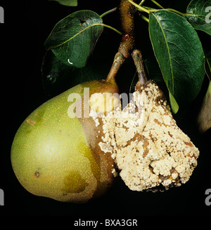 Braunfäule (Weißstängeligkeit Fructigena) infiziert voll und teilweise Birnenfrucht vom Baum Stockfoto