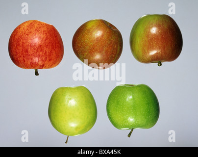 Essen Apfel Obst: Cox, Gala, Braeburn, Golden Delicious, Granny Smith unten Stockfoto