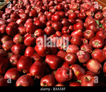 GEERNTETE ROTE ÄPFEL, WASHINGTON Stockfoto