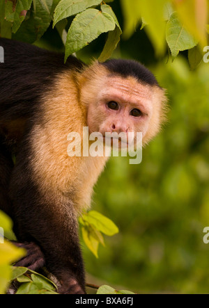 PANAMA - Kapuziner Affen Cebus Capucinus, in Soberania Nationalpark. Stockfoto