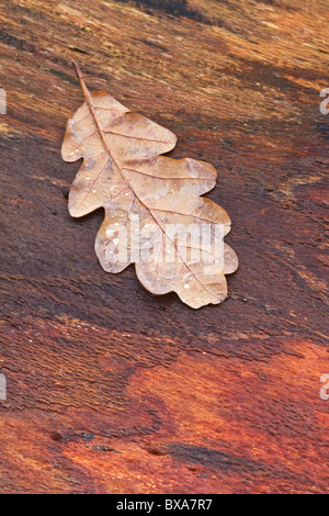 Eichenblatt bedeckt in Regentropfen auf dem Stamm eines umgestürzten Baumes, Northumberland, England Stockfoto