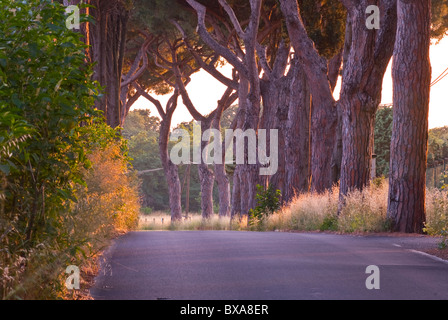 Schöne Straße und Landschaft in Pratica di Mare in der Nähe von Rom, Italien Stockfoto