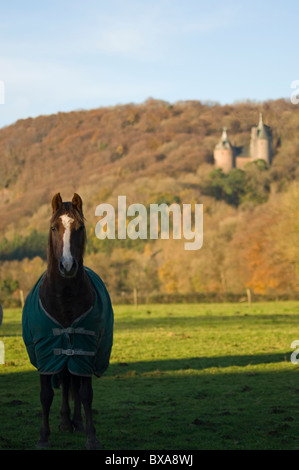 Ein Pferd in einem Feld mit Castell Coch im Hintergrund im Herbst im Hochformat Stockfoto