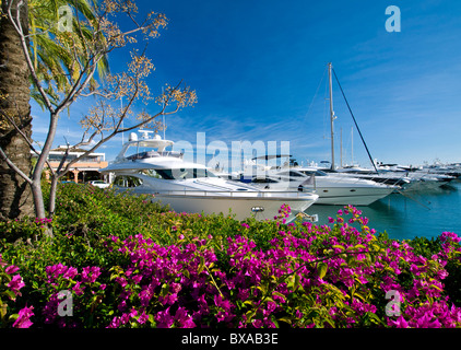 Jachthafen Puerto Portals mit Bougainvillea Portals Nous Luxus Motoryachten in den chic Puerto Portals Palma de Mallorca Balearen Spanien günstig Stockfoto