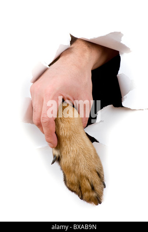 Objekt auf weiß - Hund und Mensch hand schließen Stockfoto