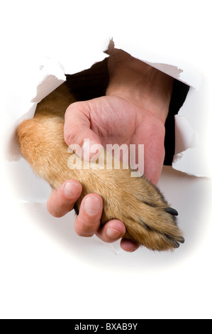 Objekt auf weiß - Hund und Mensch hand schließen Stockfoto