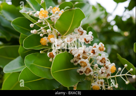 Detail der Blätter und Blüten eines Baumes (Calophyllum Inophyllum), Marshallinseln, Mikronesien. Stockfoto