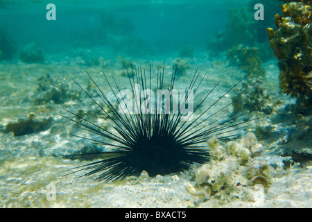 Seeigel - Diadema Setosum - Echinoidea - Korallenriff im Roten Meer Stockfoto