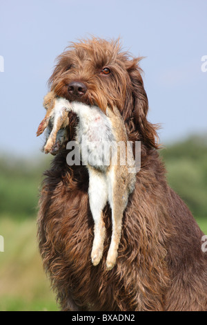 Abrufen von deutschen gebrochen-beschichtete Vorstehhund Stockfoto