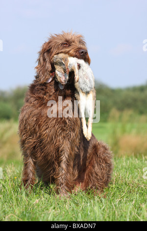 Abrufen von deutschen gebrochen-beschichtete Vorstehhund Stockfoto