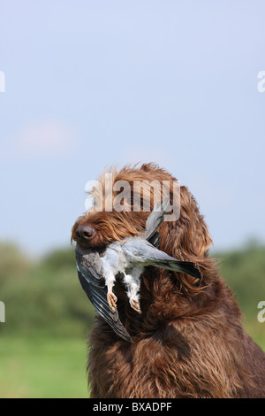 Abrufen von deutschen gebrochen-beschichtete Vorstehhund Stockfoto