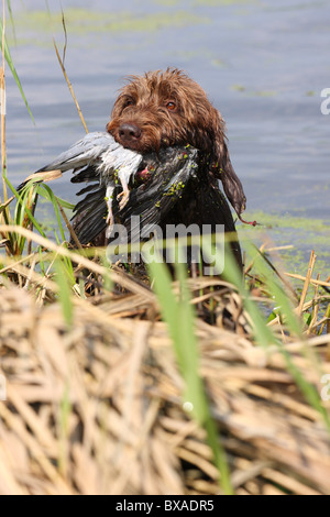 Abrufen von deutschen gebrochen-beschichtete Vorstehhund Stockfoto