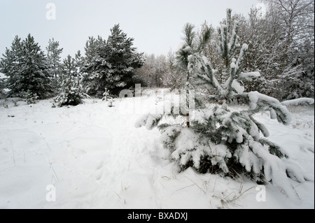 Nadelbaum und gemischten Wäldern Plantage mit Schnee auf wenig Schnarchen Flugplatz bedeckt. Stockfoto