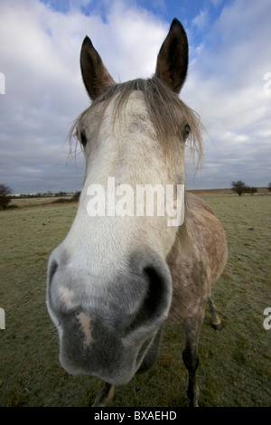 Arabisches Pferd (Equus Caballus) - Extreme Nahaufnahme - UK Stockfoto