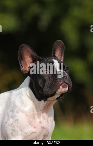 Französische Bulldogge Portrait Stockfoto