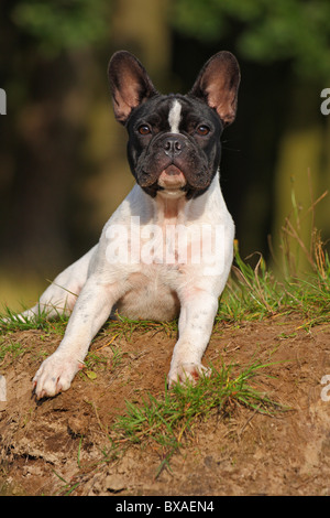Französische Bulldogge Stockfoto