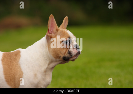 Französische Bulldogge Portrait Stockfoto