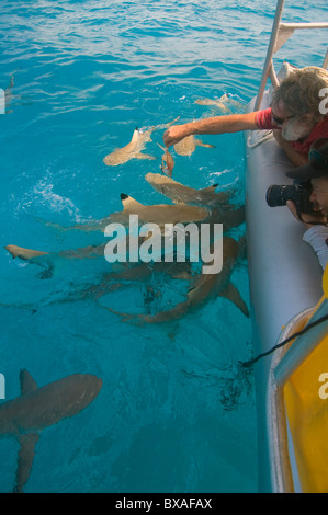 Fütterung und fotografieren Schwarzspitzen (Carcharhinus Melanopterus) und graue Riffhaie (Carcharhinus Amblyrhynchos) Haie, Cocos Keeling Stockfoto