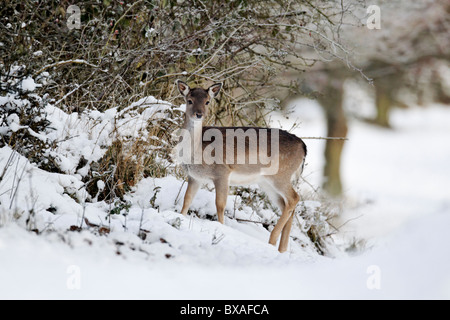 Damwild, Dama Dama, einzelne Weibchen im Schnee, Midlands, Dezember 2010 Stockfoto