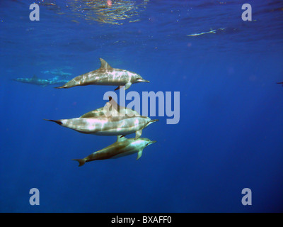 Spinner-Delfine (Stenella Longirostris) in der Nähe von Weihnachtsinsel, Indischer Ozean Stockfoto