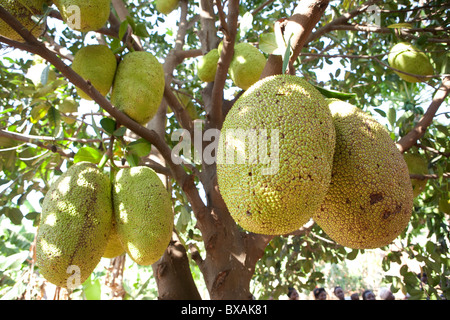 Jackfrucht wächst in Buwanyanga Dorf - Sironko, östlichen Uganda, Ostafrika. Stockfoto