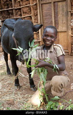 Ein Junge füttert seine Familie Kuh in Buwanyanga Dorf - Sironko, östlichen Uganda, Ostafrika. Stockfoto