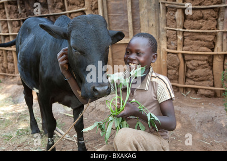 Ein Junge füttert seine Familie Kuh in Buwanyanga Dorf - Sironko, östlichen Uganda, Ostafrika. Stockfoto