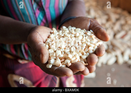Eine Frau hält eine Handvoll Mais (Mais) Kerne in Iganga, Uganda, Ostafrika Stockfoto