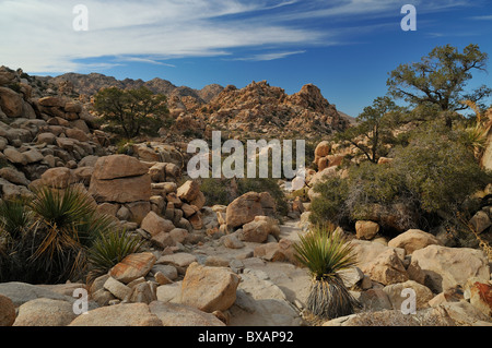 Joshua Tree Nationalpark Stockfoto