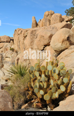 Joshua Tree Nationalpark Stockfoto