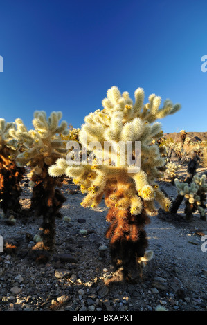 Cholla Cactus Feld Joshua Tree National Stockfoto