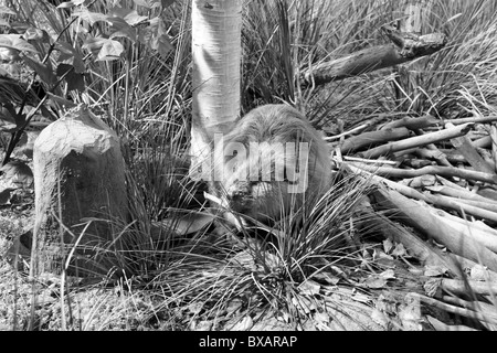 Biber, Tier, nagen, kauen auf einem Baum, Holz, Beaver dam zu machen. Stockfoto