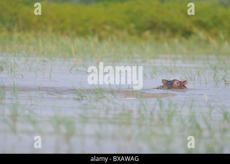 Nilpferd - Flusspferd (Hippopotamus Amphibius) Kopf aus dem Wasser des Lake Baringo - Kenia - Ost-Afrika Stockfoto