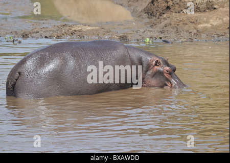 Nilpferd - Flusspferd (Hippopotamus Amphibius) gehen aus dem Wasser von den Mara Fluss - Kenia - Ost-Afrika Stockfoto